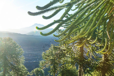 卡里亚津智利安第斯山脉寻常的阿劳卡里亚AraucariaAraucana树木背景