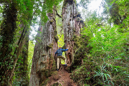 雨林中的巨树美丽的景观普马林公园,澳大利亚,智利图片