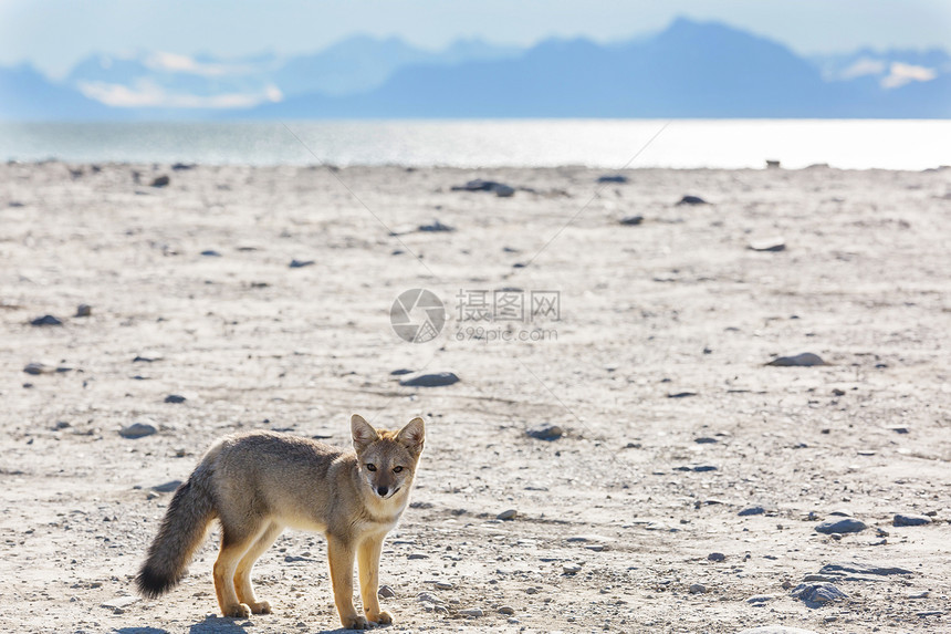 南美洲灰狐图片