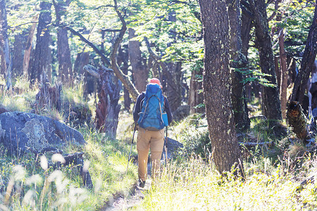 男人徒步旅行湾森林里的小径图片
