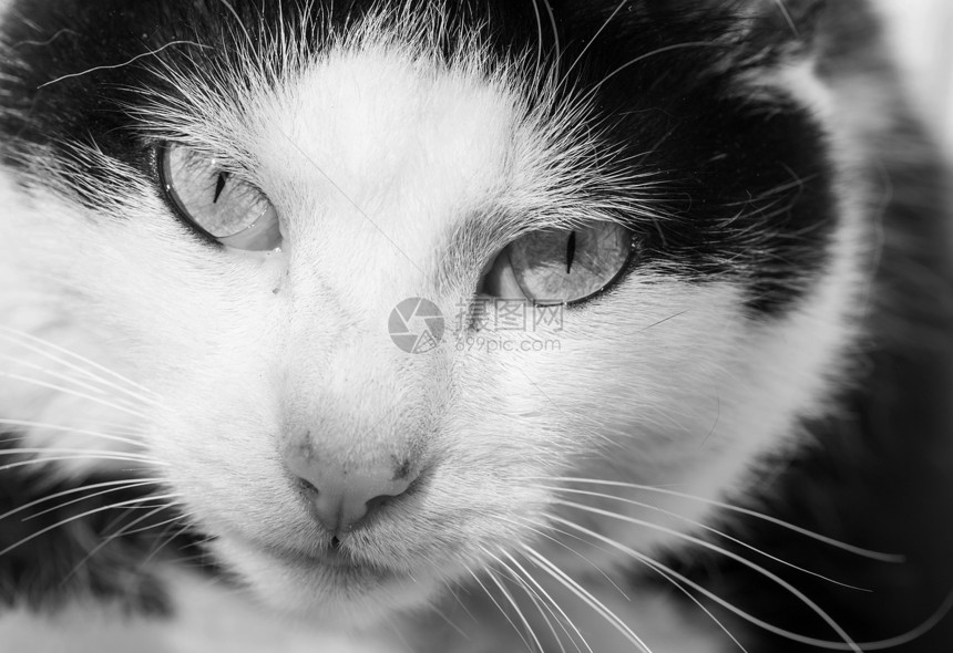 黑白成年家猫肖像图片