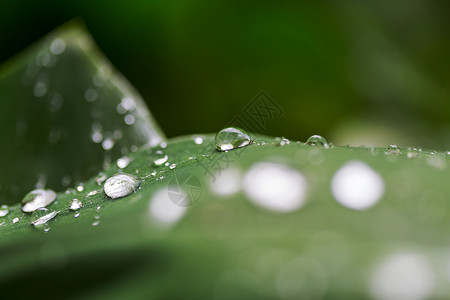 露水滴绿叶上夏天的自然背景图片