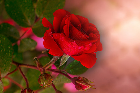 粉红色玫瑰,美丽的自然背景背景图片