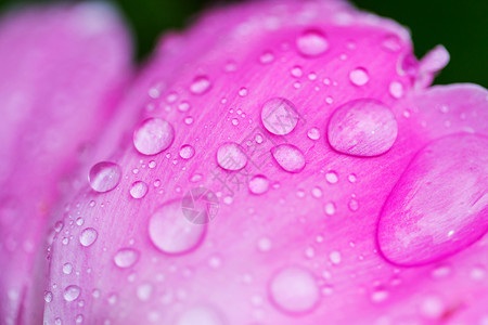 用水滴靠近紫色的花高清图片