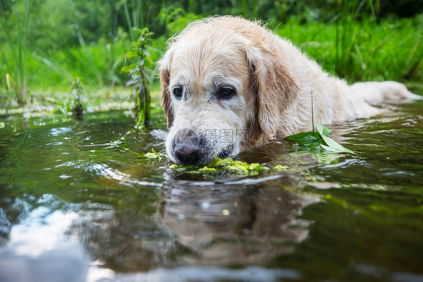 阳光明媚的天,金色的猎犬户外图片