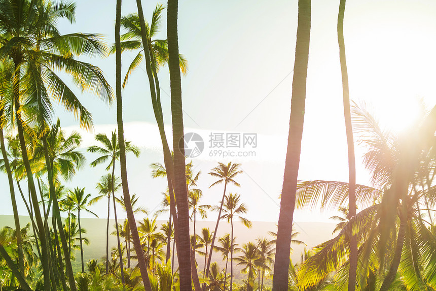 热带海滩上的绿色棕榈图片