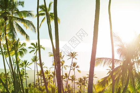 海滩上植被热带海滩上的绿色棕榈背景