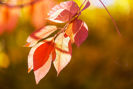 秋天季节五颜六色的黄叶特写镜头适用于背景图像背景图片
