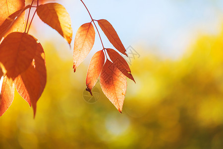秋天季节五颜六色的黄叶特写镜头适用于背景图像背景图片