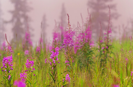 雾中的花朵草地夏天美丽的自然景观自然背景图片