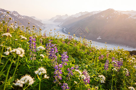 晴天的山地草地自然的夏季景观阿拉斯加的山脉图片