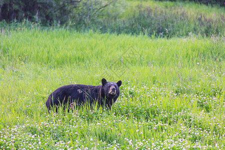 登别熊牧场加大森林里的黑熊,夏天背景