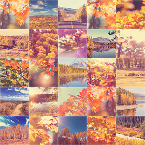 橙色黄色的秋天拼贴图片