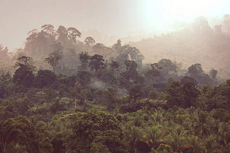 美丽的绿色热带丛林为自然背景图片
