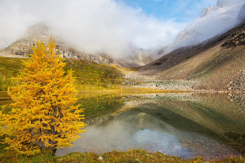 加大山区美丽的金色落叶松秋天的季节图片