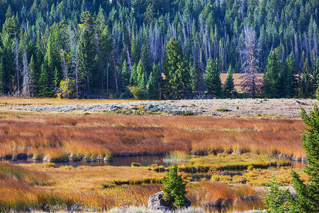 阳光明媚的秋天草地自然背景图片