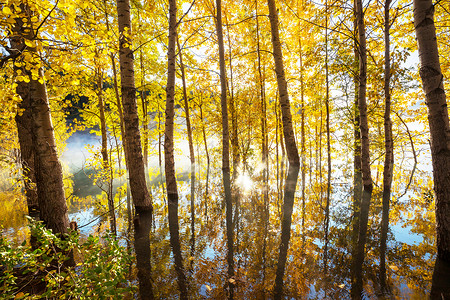 五彩缤纷的阳光森林景象秋天的季节,晴朗的日子图片