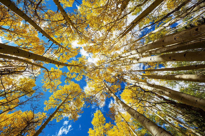 五彩缤纷的阳光森林景象秋天的季节图片
