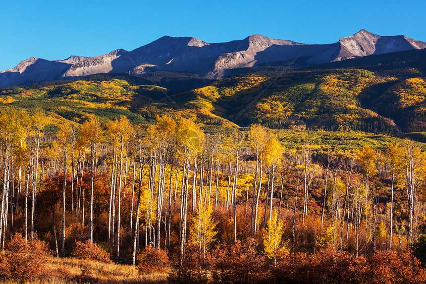 美国科罗拉多州五颜六色的黄色秋天秋天的季节图片
