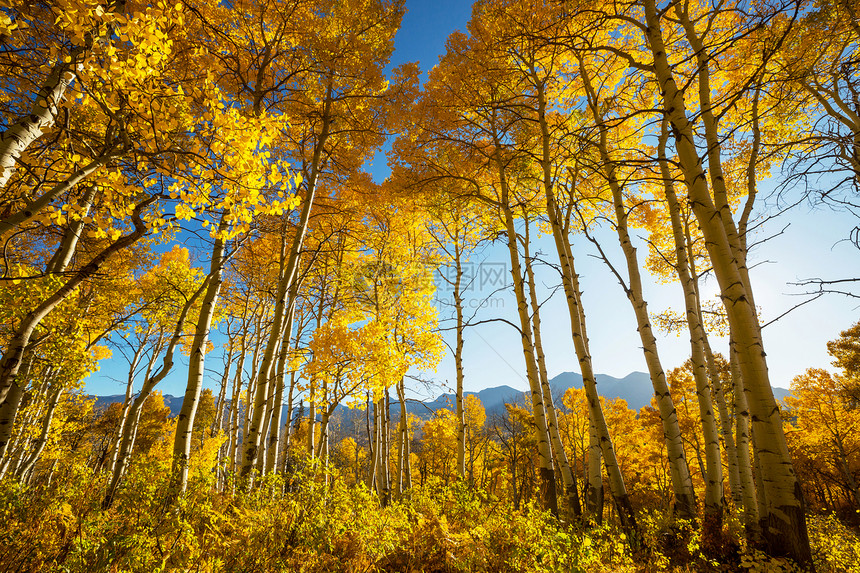 五彩缤纷的阳光森林景象秋天的季节与黄色的树木晴朗的日子图片