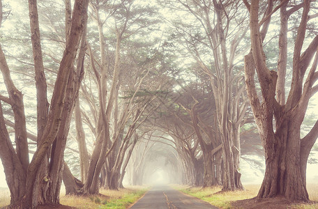 雾蒙蒙的树巷高清图片