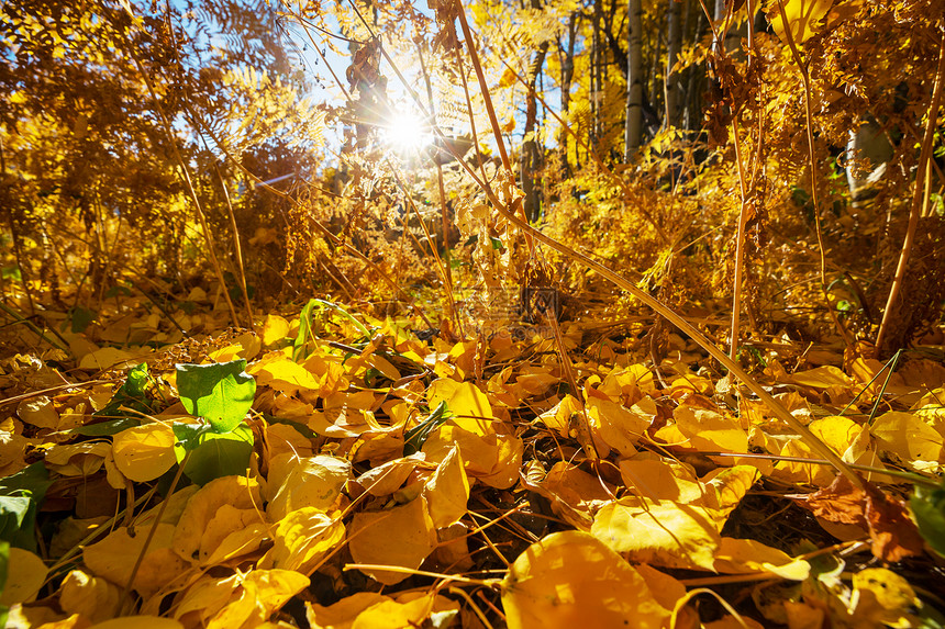 五彩缤纷的阳光森林景象秋天的季节与树木晴朗的日子图片
