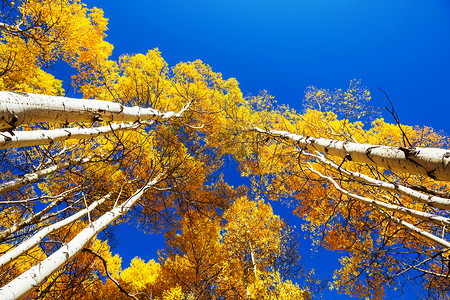 黄调的秋天场景秋天的背景图片