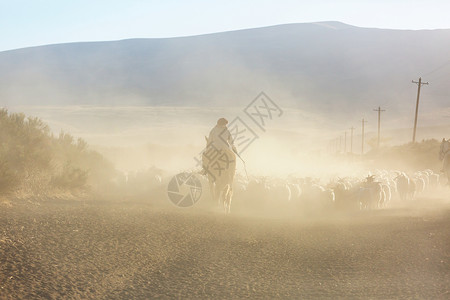 阿根廷巴塔哥尼亚山区的群山羊背景图片
