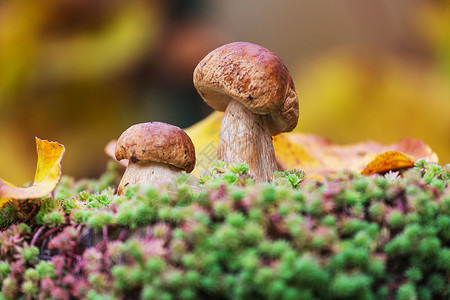 蘑菇植物秋天森林里的蘑菇背景