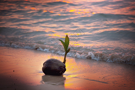 椰子海滩日落热带海滩的椰子芽背景