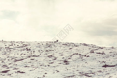 灰熊秋天的雪山,加大图片