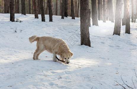 冬天森林里的狗猎犬背景图片