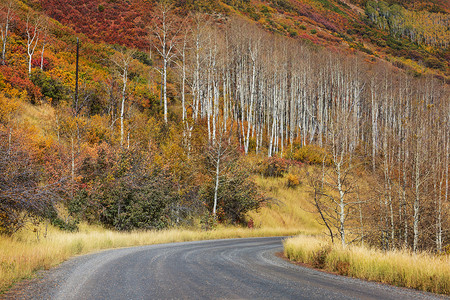 令人愉快的乡村森林里乡间道路上五彩缤纷的秋天景象背景