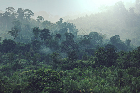 美丽的绿色热带丛林为自然背景高清图片