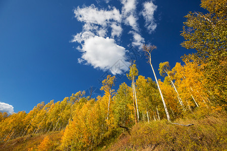 黄调的秋天场景秋天的背景背景图片