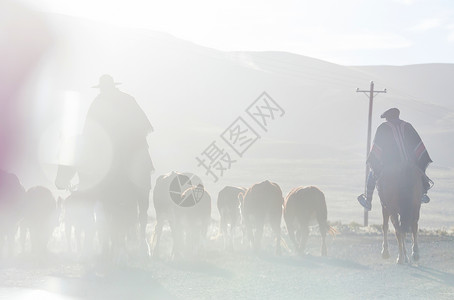 阿根廷巴塔哥尼亚山区的群山羊背景图片