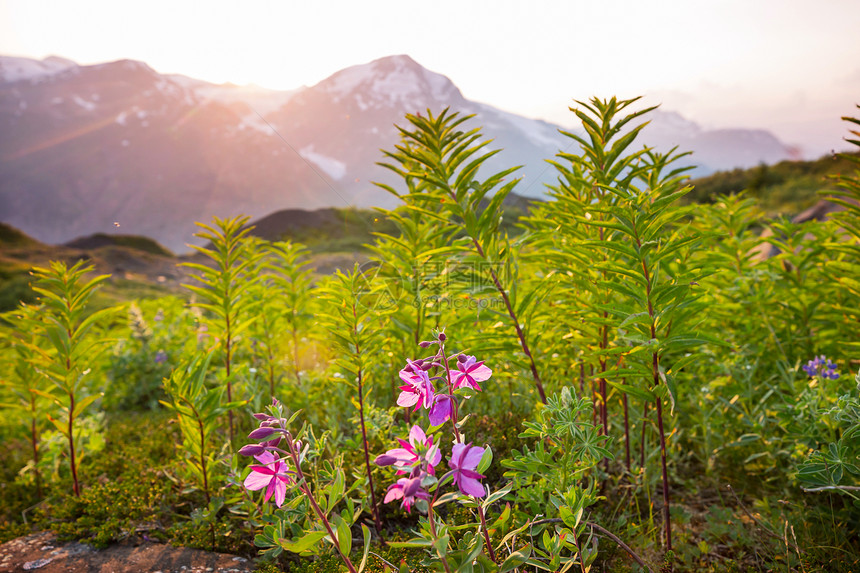晴天的山地草地自然的夏季景观阿拉斯加的山脉图片