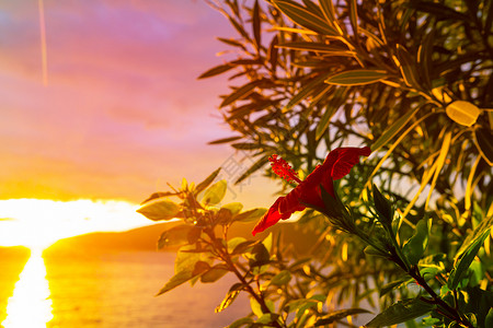 美丽的热带日落花卉花园图片