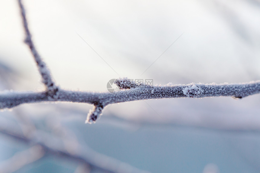 冬天风景如画的白雪覆盖的森林图片