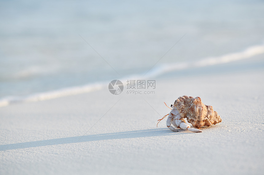 马尔代夫海滩上的寄居蟹图片