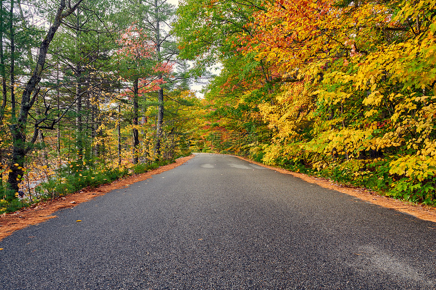 秋天的场景与道路白山森林,新罕布什尔州,美国落新英格兰图片