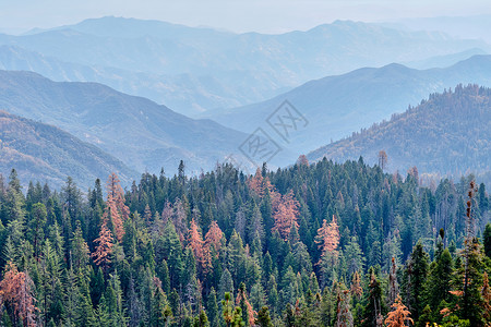红杉公园秋季山体景观加州,美国背景图片