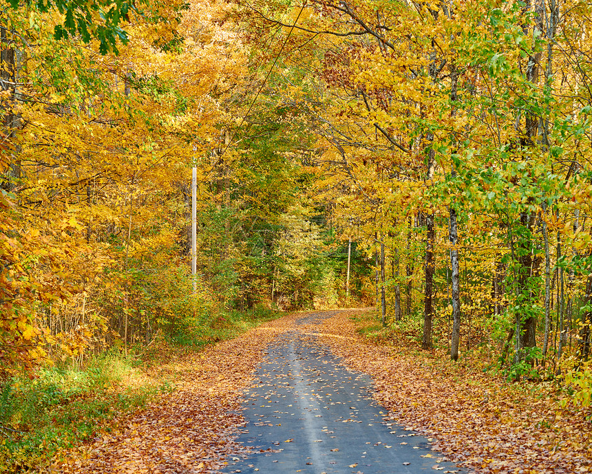 美国缅因州的秋路图片