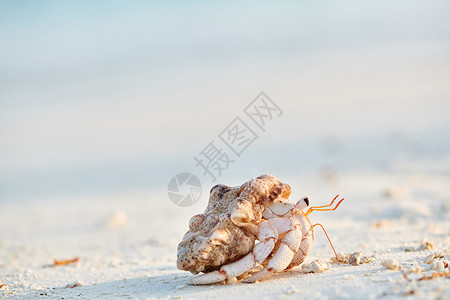 甲壳类动物马尔代夫海滩上的寄居蟹背景
