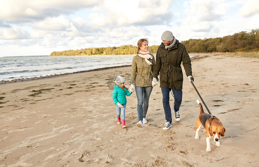 家庭,宠物人的快乐的母亲,父亲小女儿与比格犬海滩上散步秋天快乐的家庭与比格犬海滩上散步图片