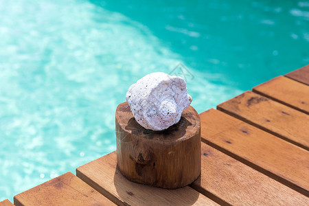 旅行,旅游,假期暑假的贝壳木制码头海水法属波利尼西亚海水中木墩上的贝壳图片
