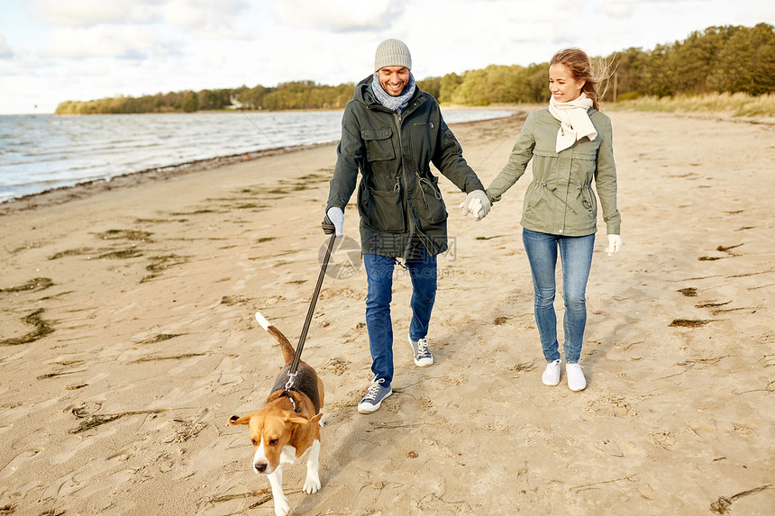 宠物,家畜人的快乐的夫妇散步与比格犬皮带上沿着秋天的海滩秋天的海滩上比快乐的图片