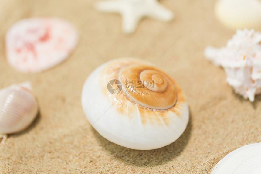 假期暑假海滩沙滩上的贝壳沙滩上的贝壳图片