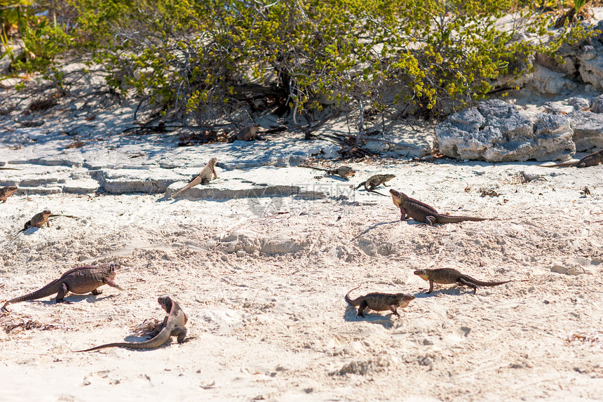 动物动物自然巴哈马的Exuma岛鬣蜥巴哈马的埃苏马岛鬣蜥图片