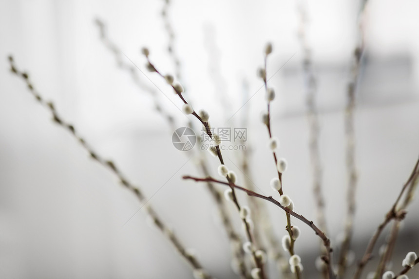 植物,植物复活节阴柳枝室内室内的阴柳枝图片